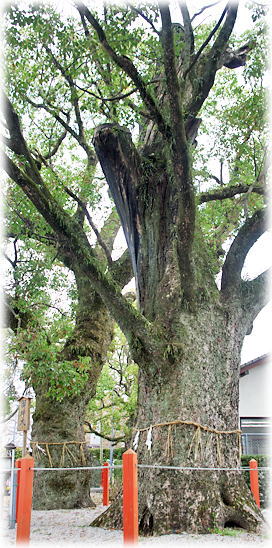 �摜�F���ދX�_�Ђ̕v�w��