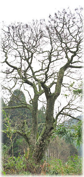 �摜�F���̒J�̃n�[�m�L