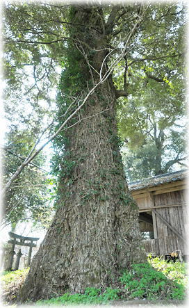 �摜�F�����V���{�̃C�`�C�K�V�i�Гa�Ɍ������ĉE�ɗ��́j