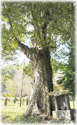 �摜�F�����V���{�̃C�`�C�K�V�i�Гa�Ɍ������č��ɗ��́j