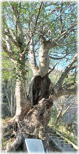 �摜�F�L���V�_�Ђ̃J�S�m�L