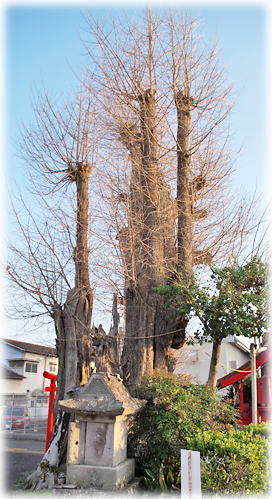 �摜�F���ڔ����{�̃C�`���E