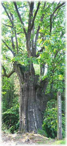 �摜�F�{���̐����`�Ö�