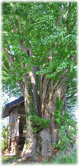 �摜�F�v�ێR�_�Ђ̃J�c��