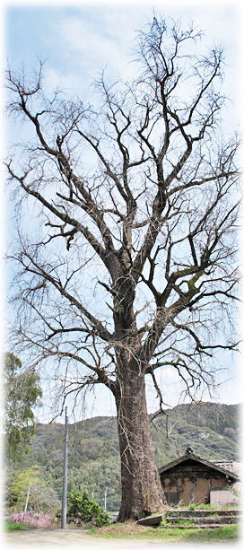 �摜�F��M�R�̃C�`���E