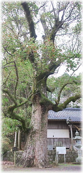 �摜�F�u��_�Ђ̃N�X�m�L