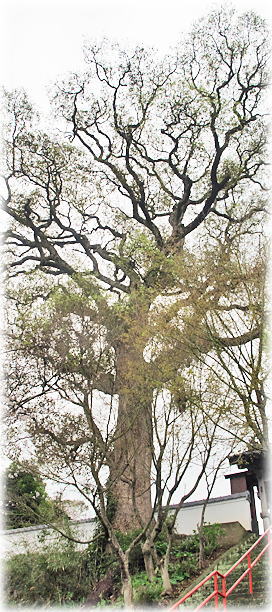 �摜�F�V�����̃N�X�m�L