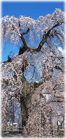 �摜�F�������̃V�_���U�N��