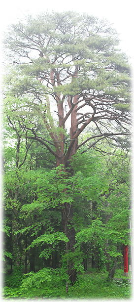 �摜�F���R�_�Ђ̃A�J�}�c