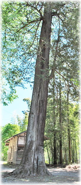 �摜�F�n��_�Ђ̃T����