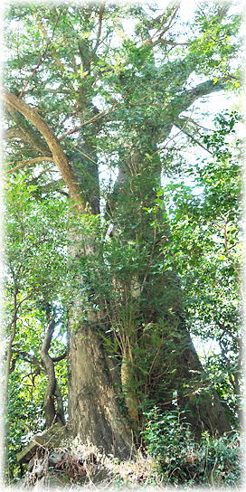 �摜�F���Ђ̃��N�m�L