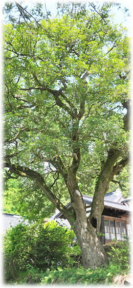 �摜�F���c�̃q�C���M