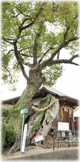 �摜�F�n���ω��̃N�X�m�L