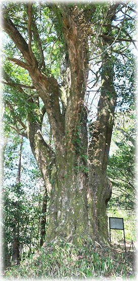 �摜�F����ˑ喊