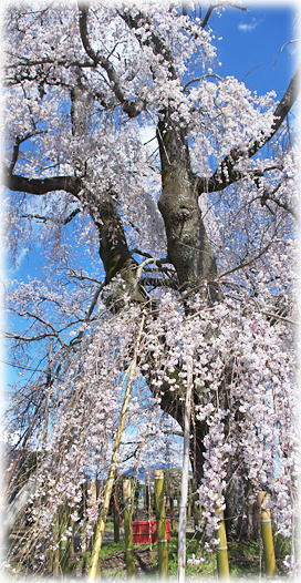 �摜�F���Ȋω����̎}�����