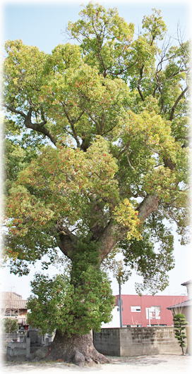 �摜�F�ϏƉ@�̃N�X�m�L