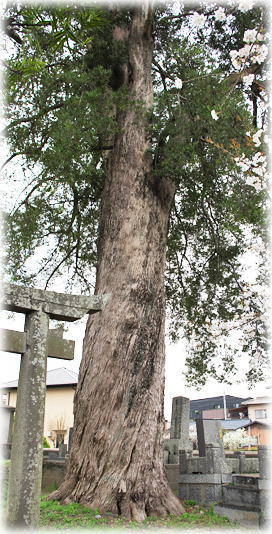 �摜�F�������̃C�k�}�L