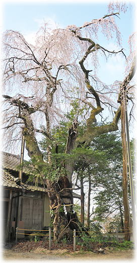 �摜�F�}�Ԕ���_�Ђ̂������