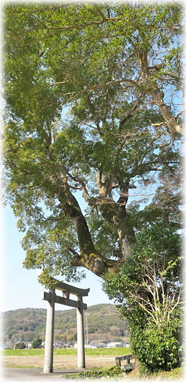 �摜�F�򕔎Ђ̃N�X�m�L