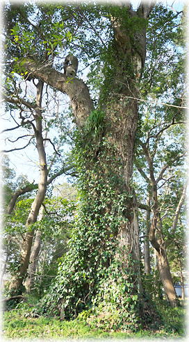 �摜�F�򕔎Ђ̃��N�m�L