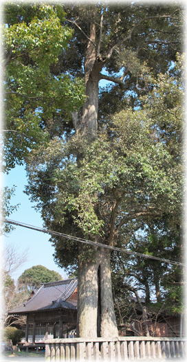 �摜�F��䔪���Ђ̃C�`�C�K�V