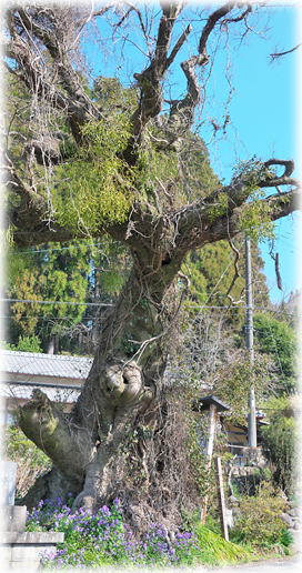 �摜�F�ؓ�؂̃G�m�L