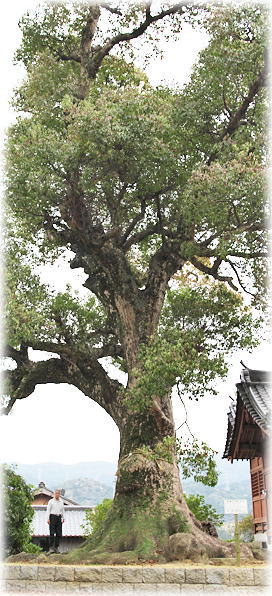 �摜�F�q��̓�