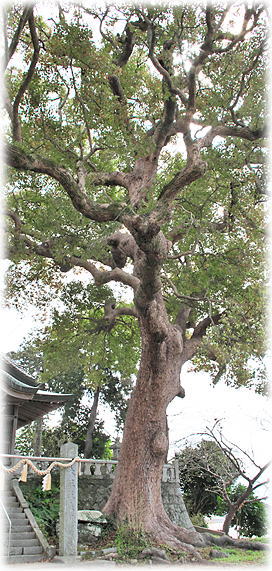 �摜�F���x�m�V���{�̃N�X�m�L