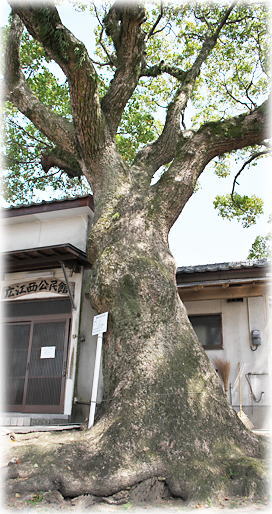 �摜�F���X�X�����{�̃N�X�m�L