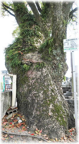 �摜�F���y���̃N�X�m�L