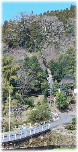 �摜�F�K�������{�̃��N�m�L