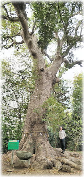 �摜�F���͎O�А_�Ђ̃N�X�m�L