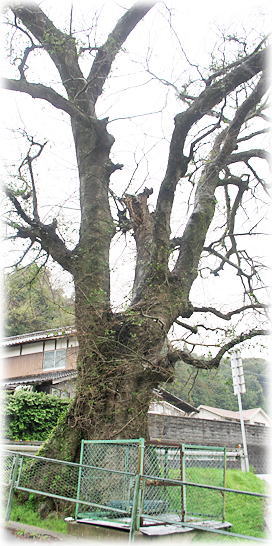 �摜�F���쒆�w�Z�Ղ̃G�m�L