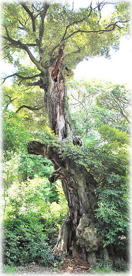 画像：来阪神社のスダジイ