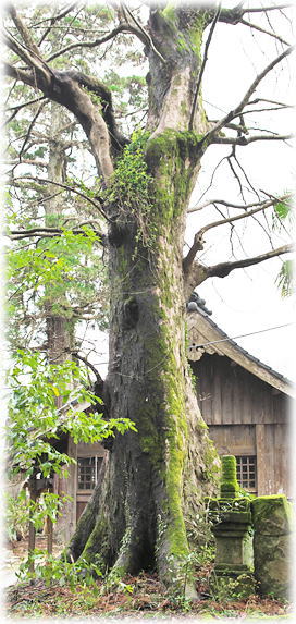 �摜�F�V�R�_�Ђ̃��N�m�L