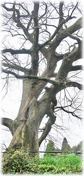 �摜�F�^��������̃��N�m�L