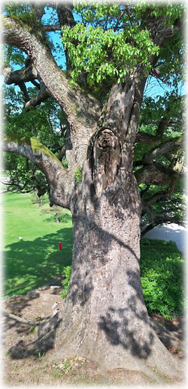 �摜�F���]��̃N�X�m�L