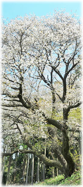 �摜�F������R��