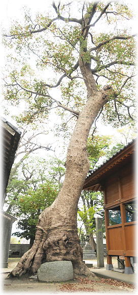 �摜�F�אΐ_�Ђ̃N�X�m�L