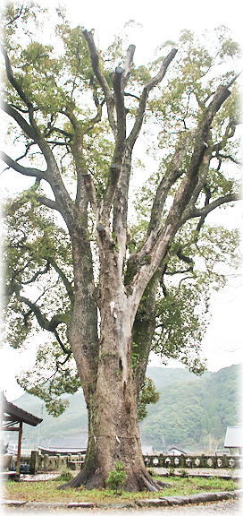 �摜�F����z�K�_�Ђ̃N�X�m�L