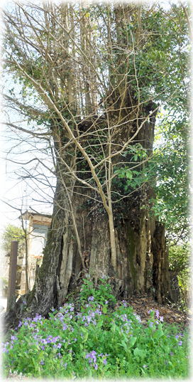 �摜�F���j�Ђ̃C�`���E