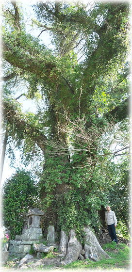 �摜�F�ΐ_�Ђ̃��N�m�L