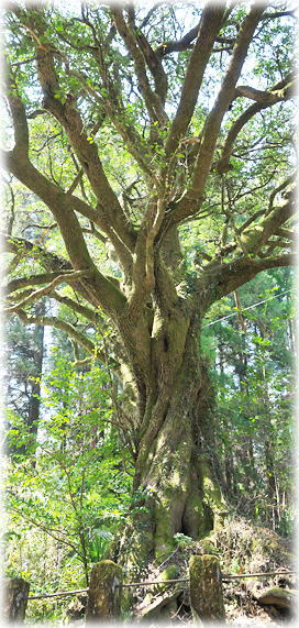 �摜�F�����̃q�C���M