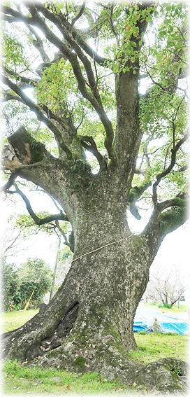 �摜�F���{�_�Ђ̃N�X�m�L