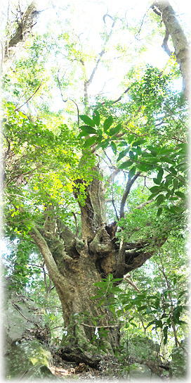 �摜�F���b�_�Ђ̐_�؃A�J�K�V