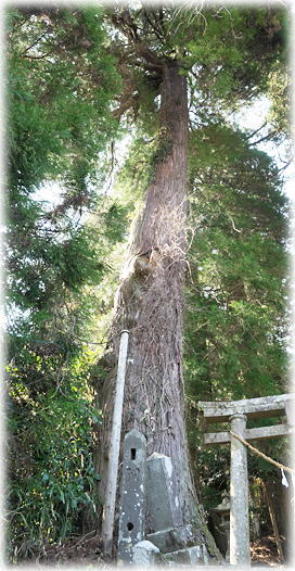 �摜�F�������b�_�Ђ̃X�M