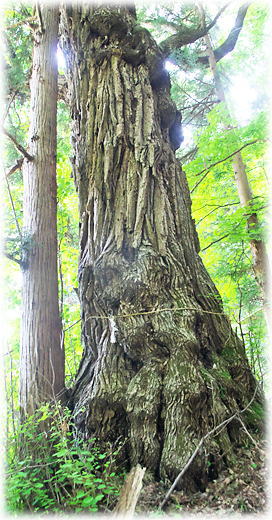 �摜�F����[�R�_�Ђ̃J�c��