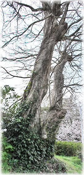 �摜�F��ю��̃`�V���m�L