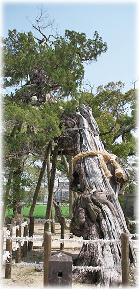 �摜�F�V�k�_�Ђ̃r���N�V��