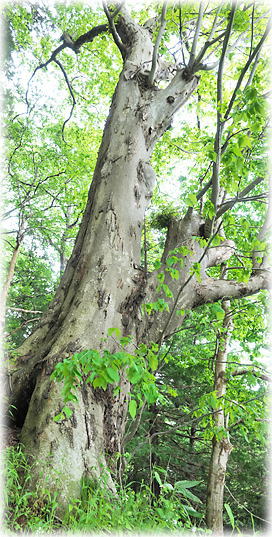 �摜�F���������_�Ђ̃P���L